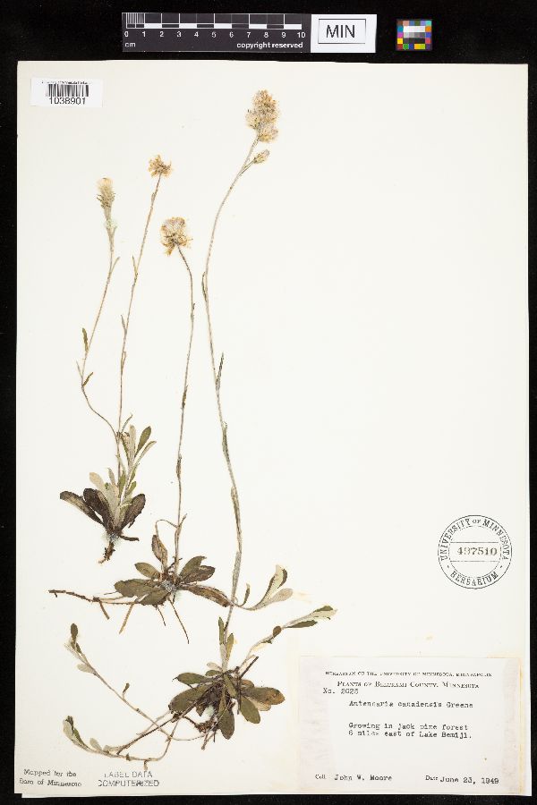 Antennaria howellii subsp. canadensis image