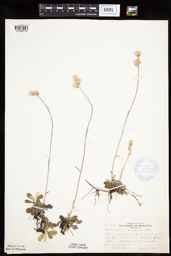 Antennaria howellii subsp. canadensis image