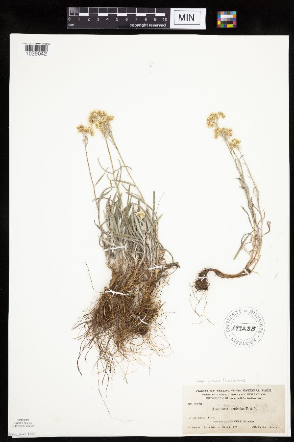 Antennaria luzuloides subsp. luzuloides image