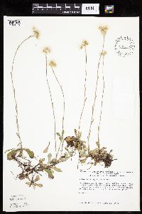 Image of Antennaria neglecta