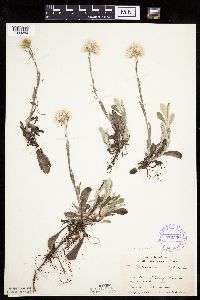 Antennaria parlinii subsp. fallax image