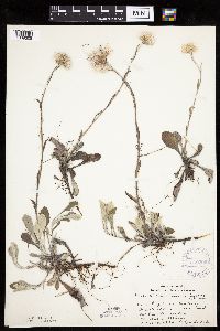 Antennaria parlinii subsp. fallax image