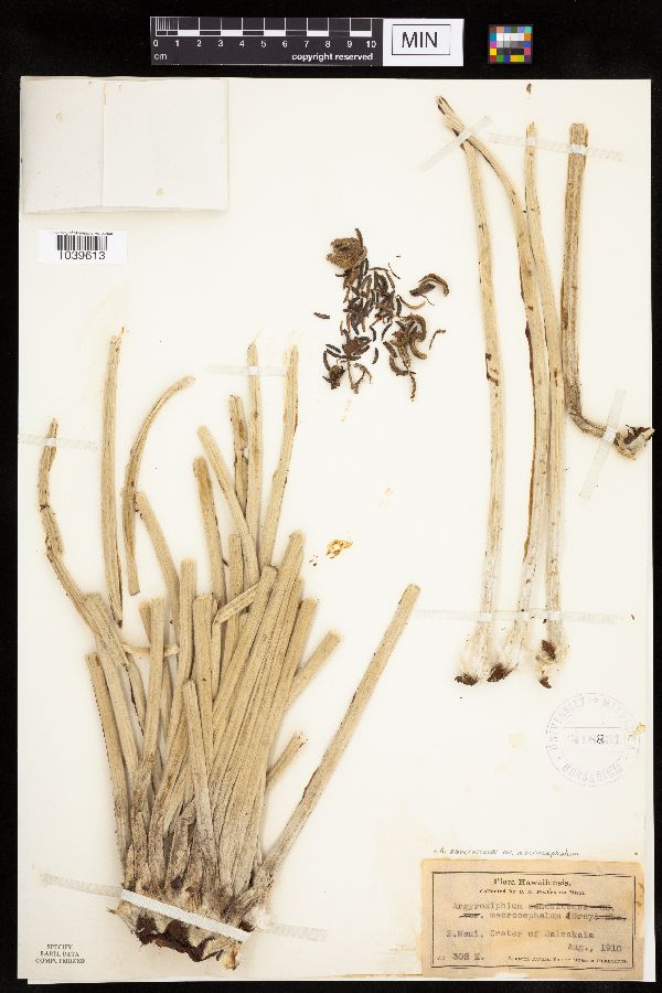 Argyroxiphium sandwicense subsp. macrocephalum image
