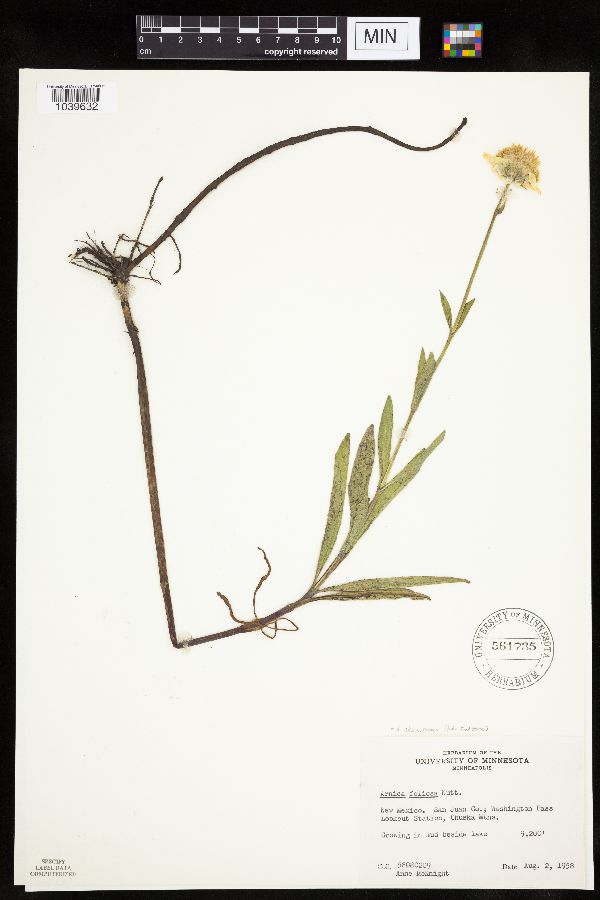 Arnica chamissonis image