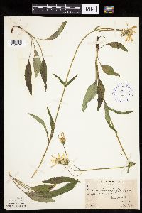 Image of Arnica lonchophylla
