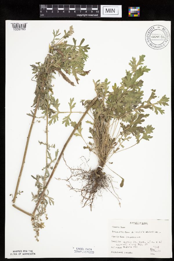 Artemisia absinthium image