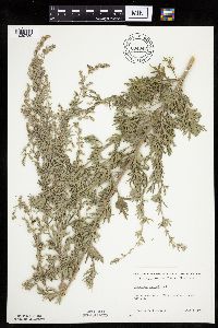 Image of Artemisia absinthium
