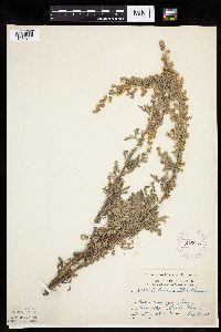 Artemisia absinthium image