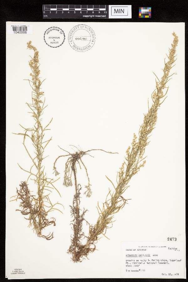 Artemisia carruthii image