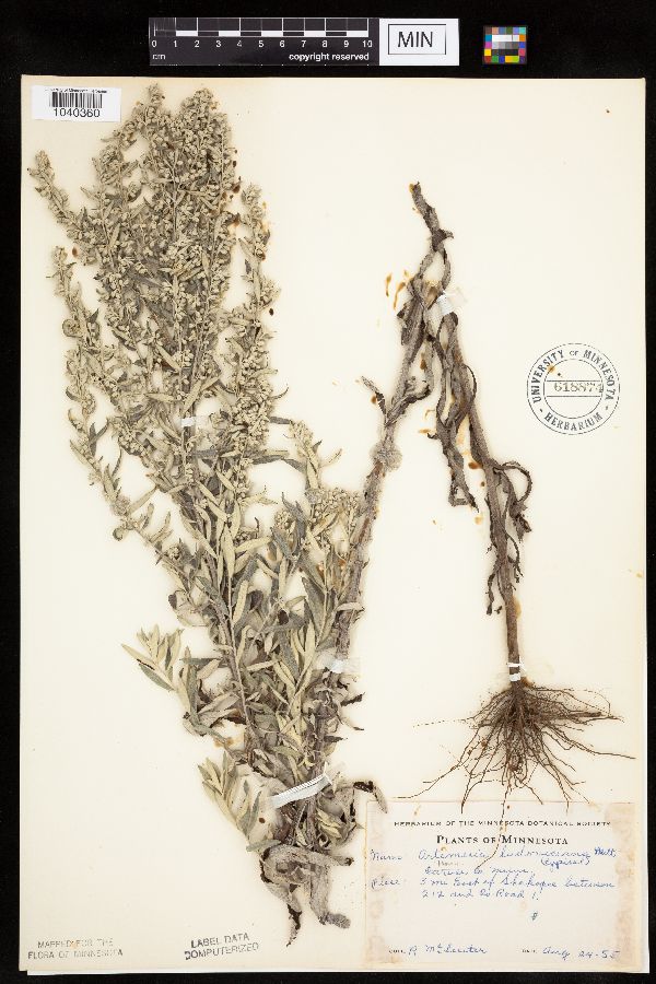 Artemisia ludoviciana image