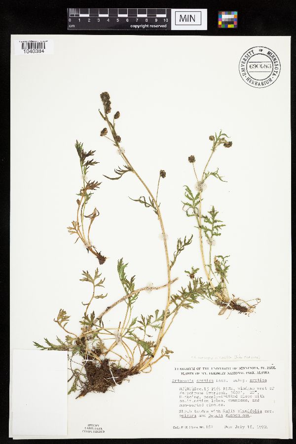 Artemisia norvegica image