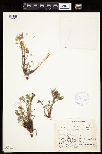 Artemisia norvegica image