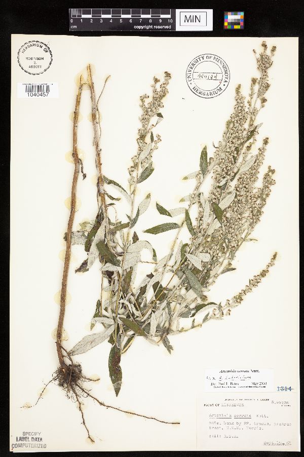 Artemisia serrata x ludoviciana image