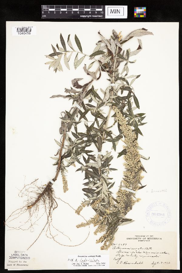 Artemisia serrata x ludoviciana image