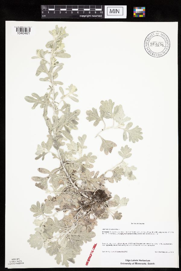 Artemisia stelleriana image