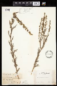Image of Artemisia vulgaris