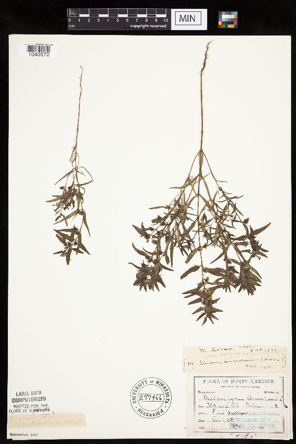 Melampyrum lineare image