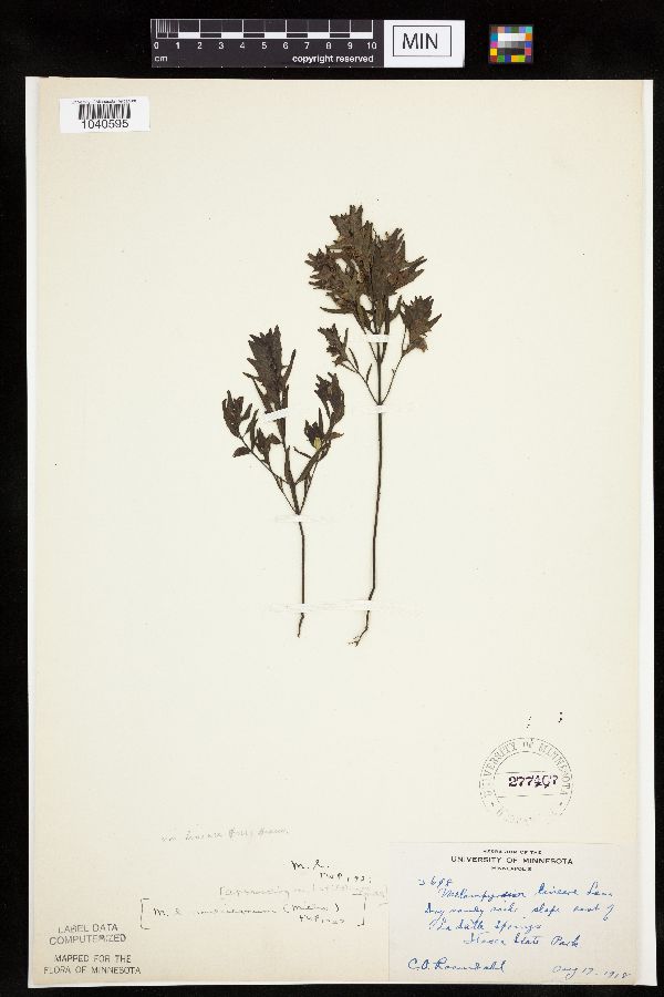 Melampyrum lineare image