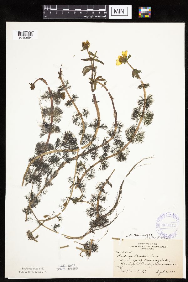 Bidens beckii image