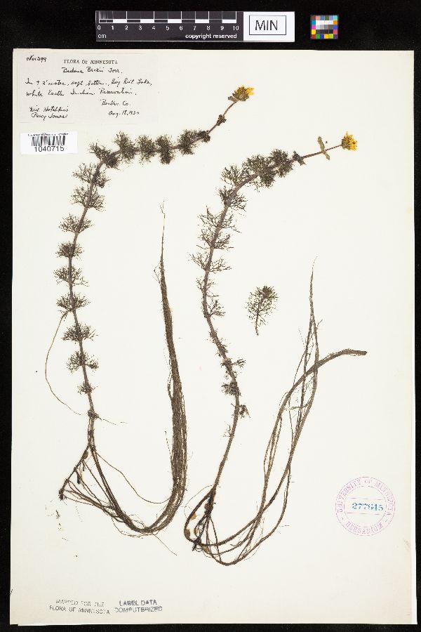 Bidens beckii image