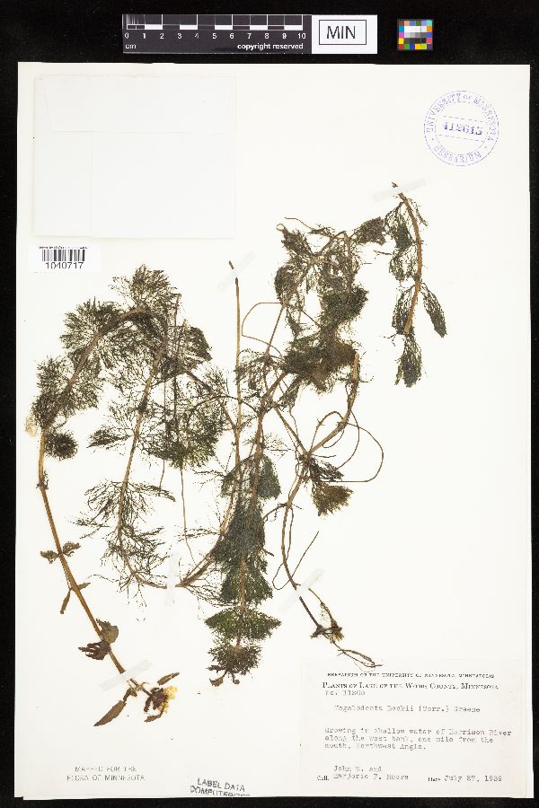 Bidens beckii image