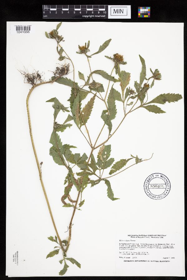 Bidens vulgata image