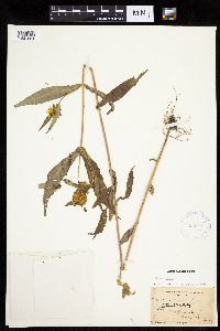 Bidens cernua image