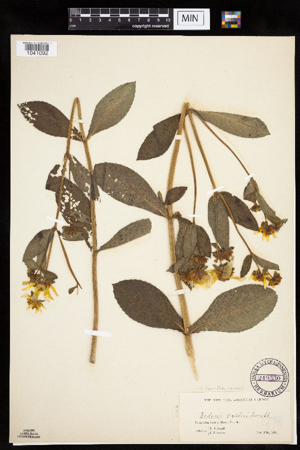 Bidens laevis image