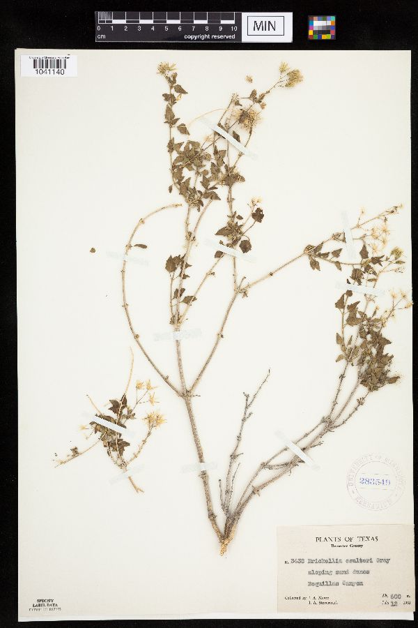 Brickellia coulteri image