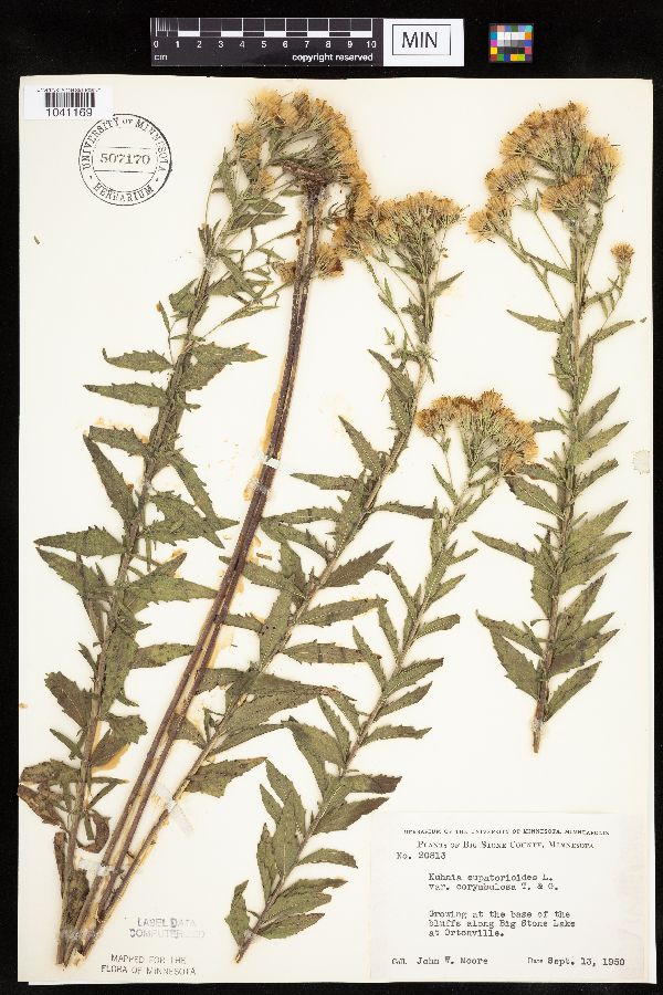 Brickellia eupatorioides var. corymbulosa image
