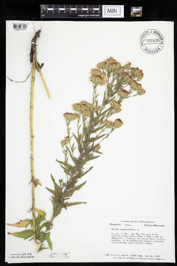 Brickellia eupatorioides var. corymbulosa image