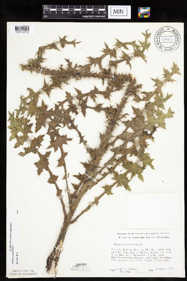 Carduus acanthoides image