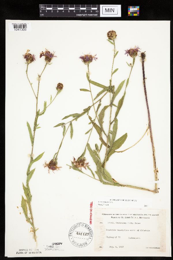 Centaurea jacea image