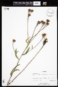 Image of Centaurea phrygia
