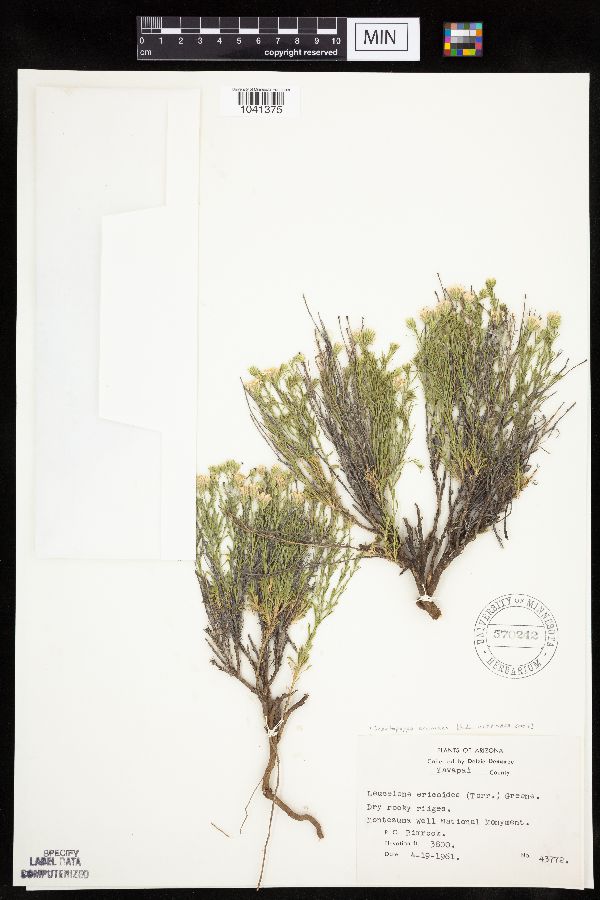 Chaetopappa ericoides image