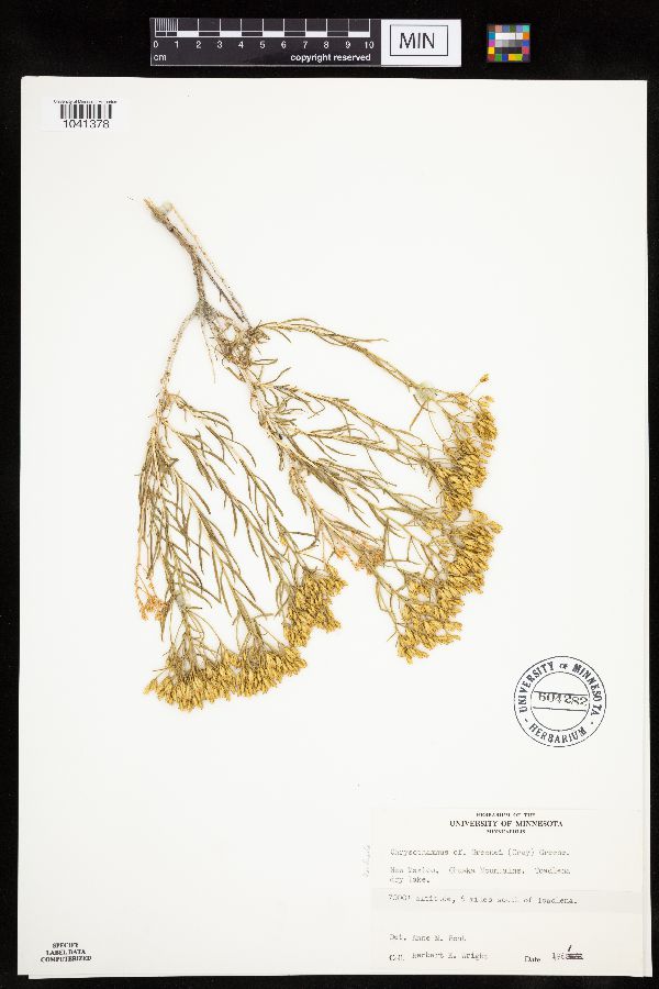 Chrysothamnus image