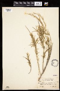 Ericameria nauseosa var. speciosa image
