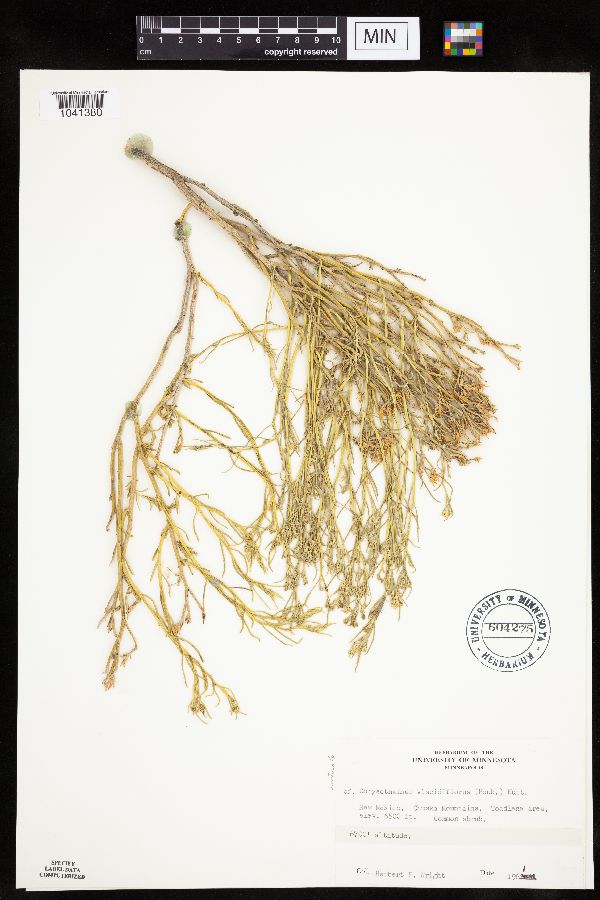 Chrysothamnus viscidiflorus image