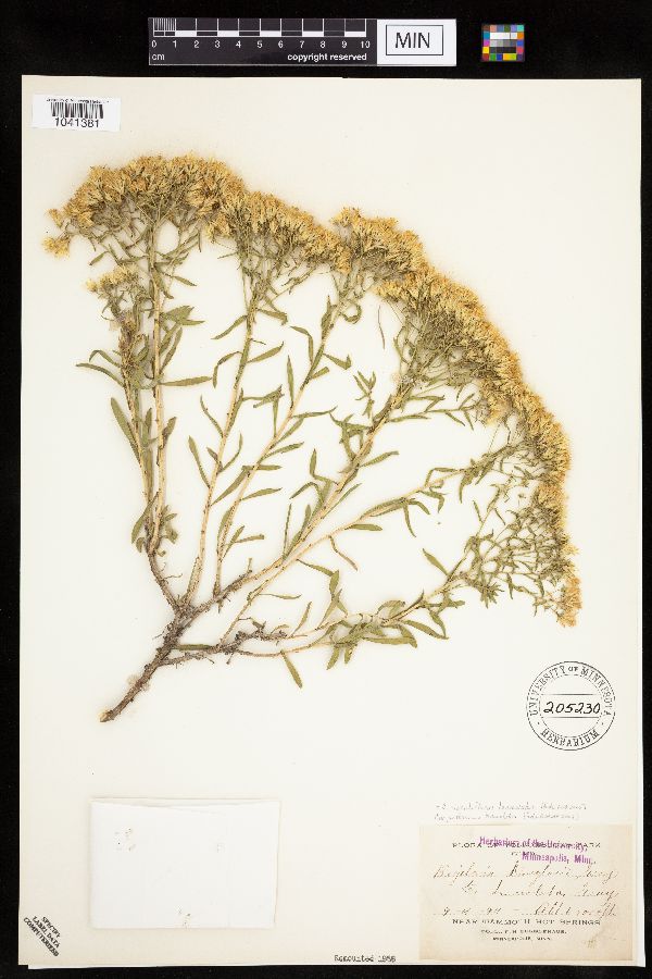 Chrysothamnus viscidiflorus subsp. lanceolatus image