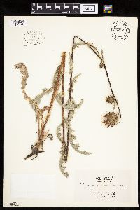 Cirsium andersonii image