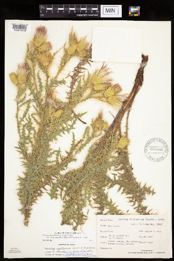 Cirsium arizonicum var. chellyense image