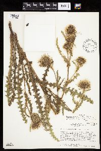 Cirsium eatonii var. murdockii image