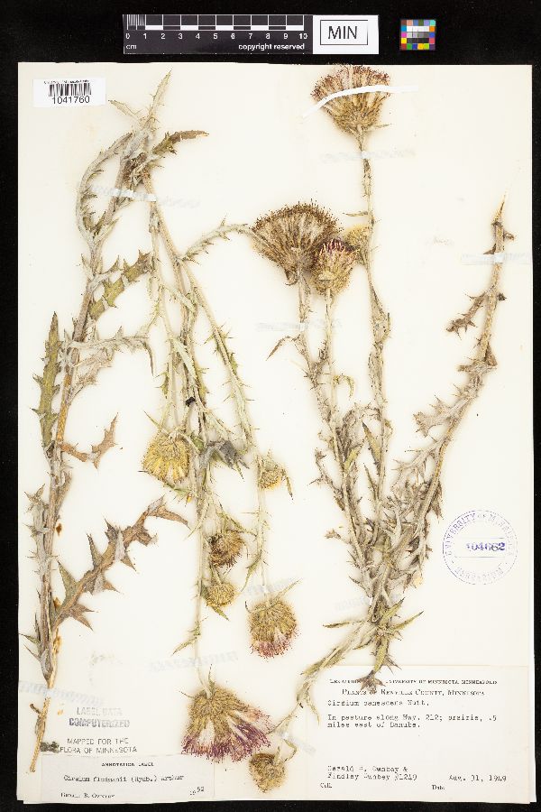 Cirsium flodmanii image