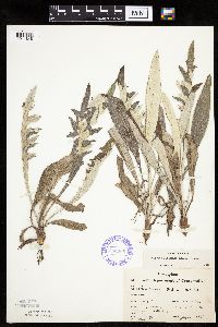 Cirsium flodmanii image