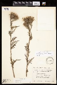 Image of Cirsium flodmanii x muticum