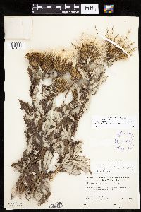 Cirsium x iowense image