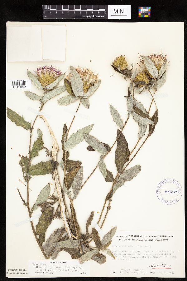 Cirsium x iowense image