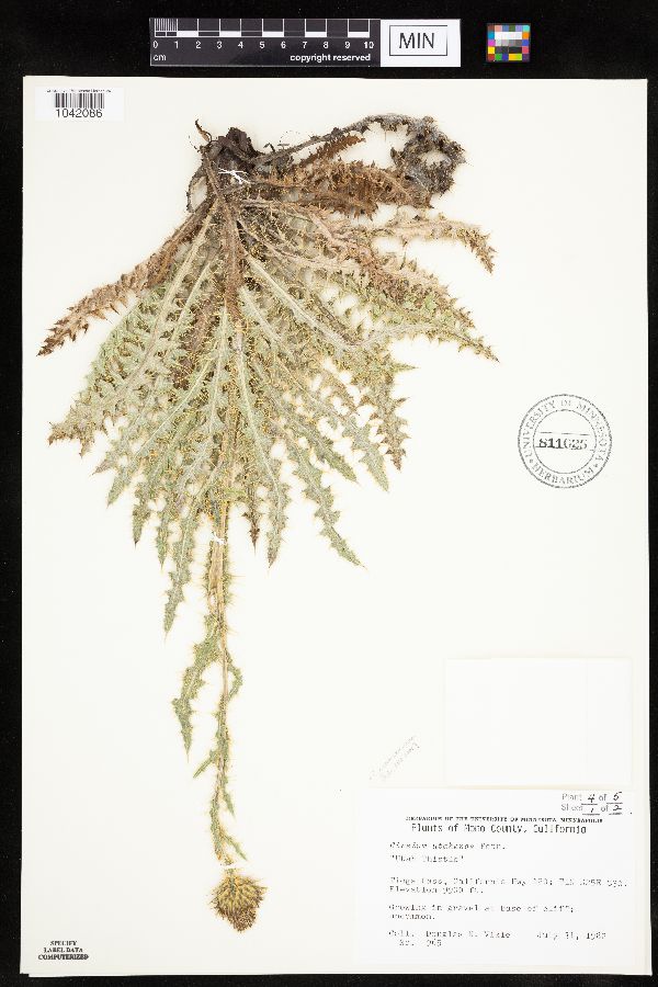 Cirsium neomexicanum image