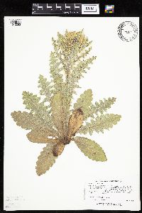 Cirsium pumilum var. hillii image