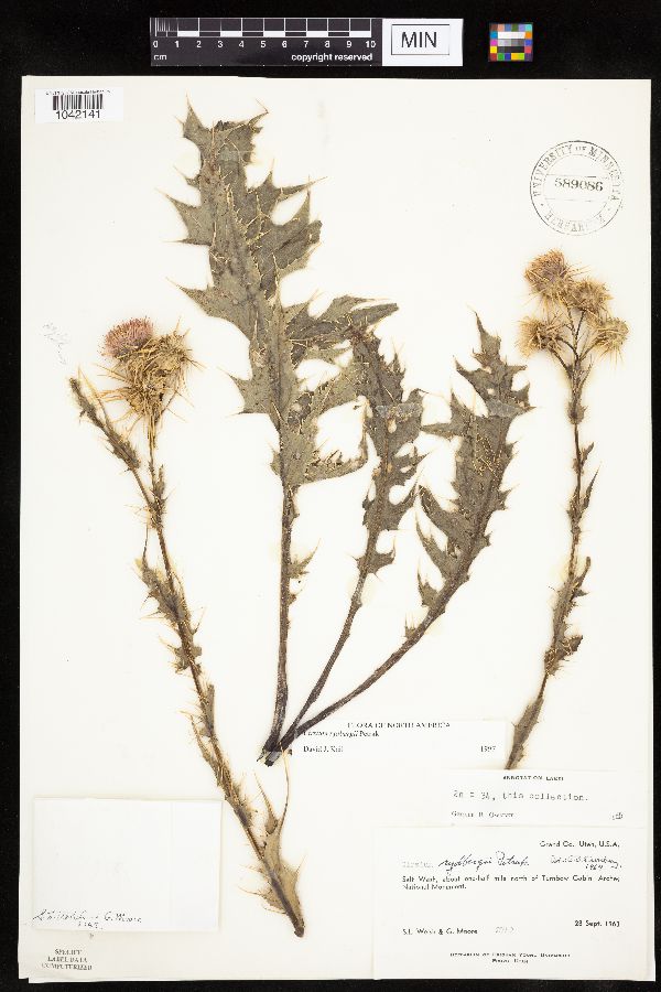 Cirsium rydbergii image